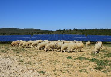 moutons panneaux photovoltaiques panneaux solaires total quadran paturages
